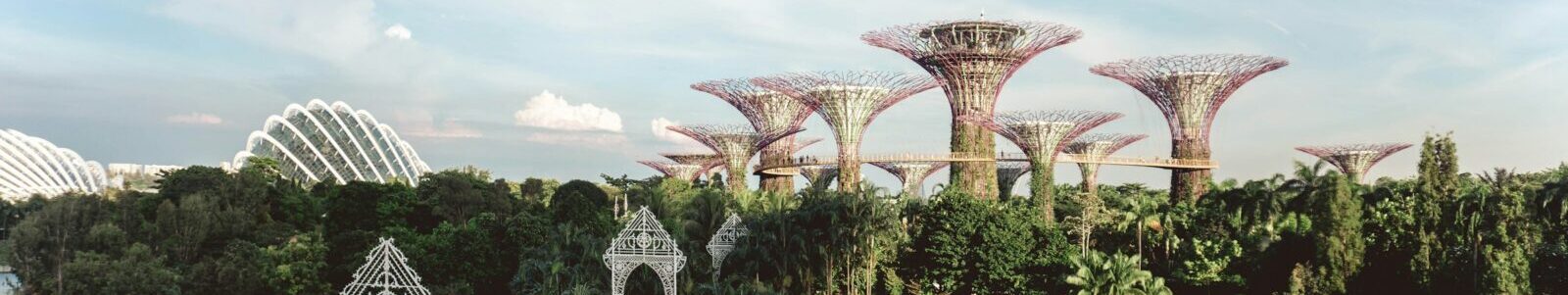 Super Tree Grove in Garden by the Bay. Photo by Y K