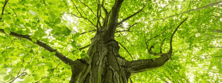 Crown NZ receives EcoVadis Gold Medal in our sustainability assessment | Crown NZ