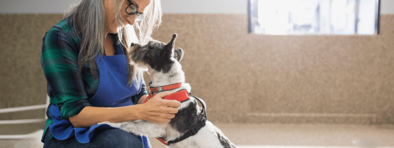 Tips for Relocating Pets: A Guide for New Zealanders | Crown Relocations NZ Blog