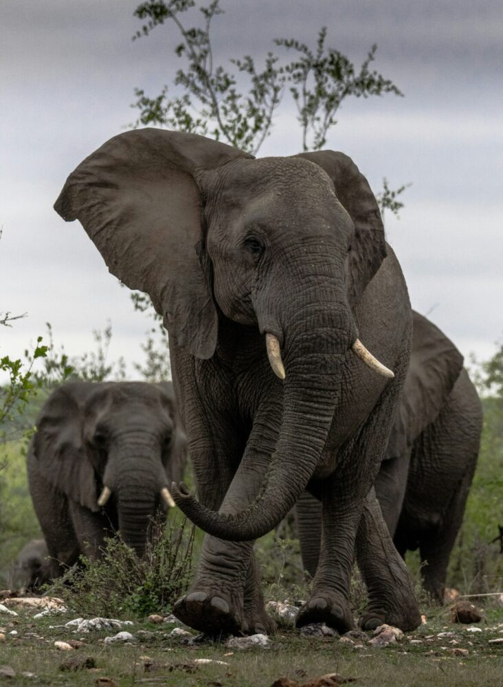 South Africa Elephants in Kruger National Park redcharlie