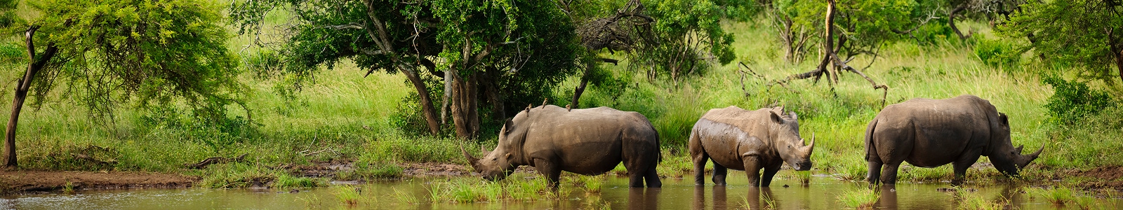 Rhinoceros at a waterhole in KwaZulu Natal. Photo by Roger de la Harpe