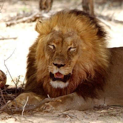 Lion lying in the shade at a reserve. Photo by Ansie Potgieter