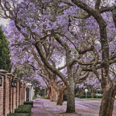 Jacaranda trees with petals covering a pavement in Pretoria South Africa Gerrie van der Walt