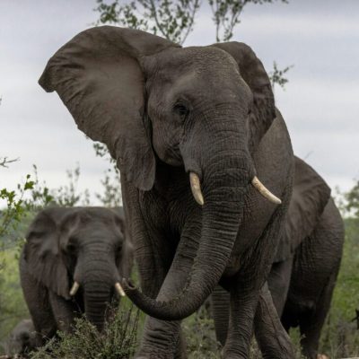 South Africa Elephants in Kruger National Park redcharlie